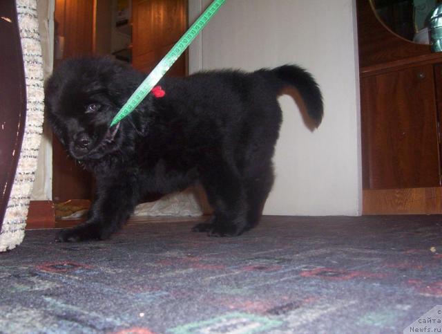 Фото: ньюфаундленд Ай Лав Рич (Ai Love Rich)