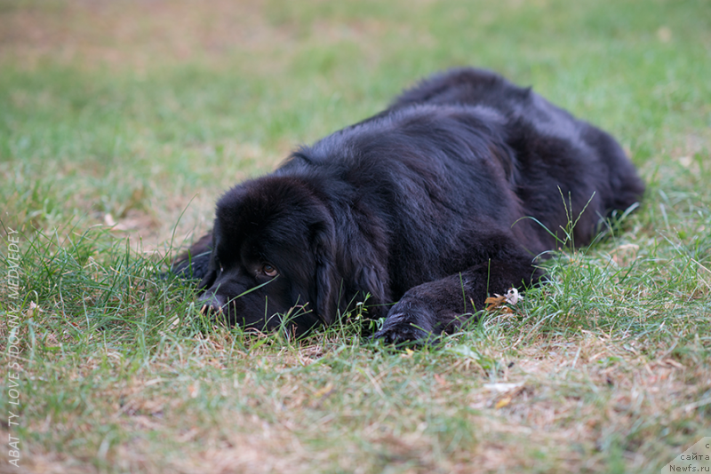 Фото: Abat Ty Love S Doliny Medvedey, ньюфаундленд Abat ty Love s Doliny Medvedey
