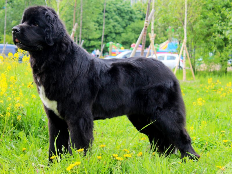 Фото: ньюфаундленд Питерньюф О'Мниа Праэклара Рара (Piternyuf O'mnia Praeclara Rara)