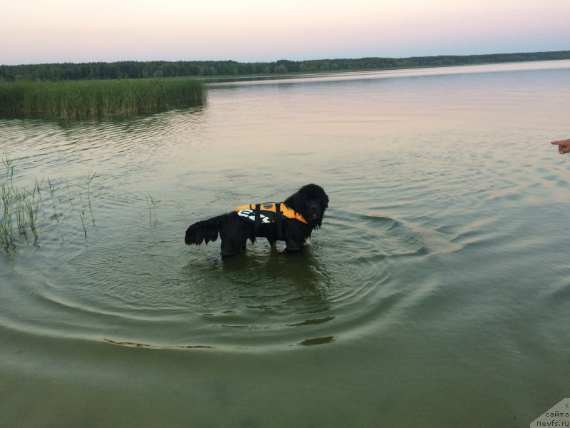 Фото: ньюфаундленд Сент Джонс Нашенал Прайд