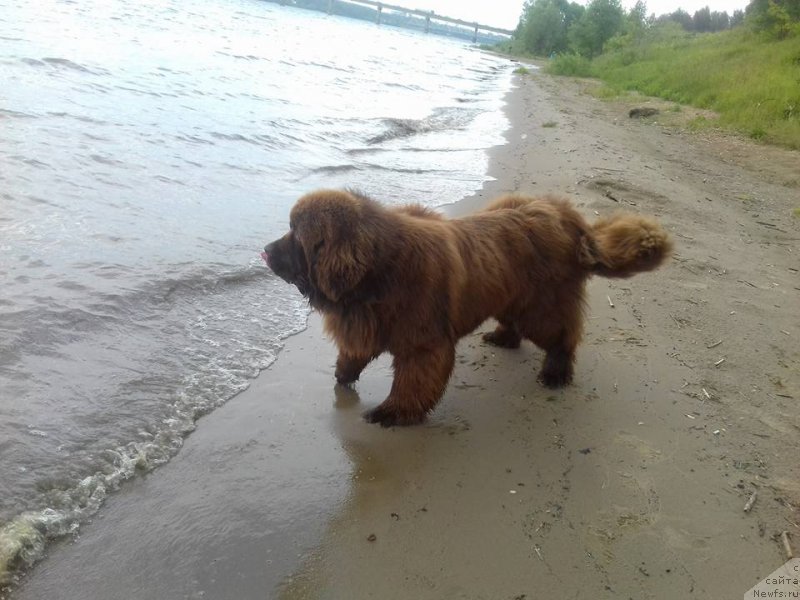 Фото: ньюфаундленд Ваше Благородие с Берега Дона (Vashe Blagorodie s Berega Dona)