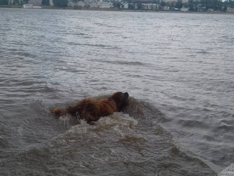 Фото: ньюфаундленд Ваше Благородие с Берега Дона (Vashe Blagorodie s Berega Dona)