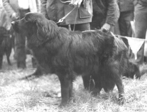 Фото: ньюфаундленд Долли Ямбет