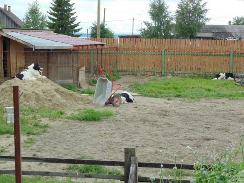 Фото: ньюфаундленд Маг Исполин Морская Жемчужина