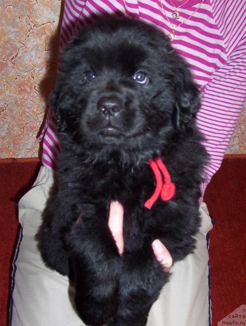 Фото: ньюфаундленд Ай Лав Рич (Ai Love Rich)