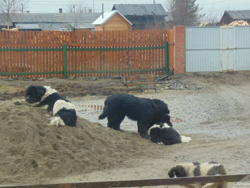 Фото: ньюфаундленд Супер Премиум Улар