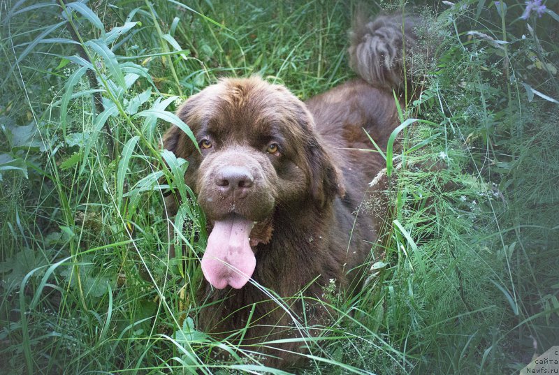 Фото: ньюфаундленд Наоми Таголири фор Браунблад (Naomi Tagoliri for Brouwnblood)