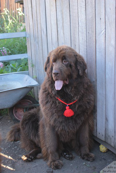 Фото: ньюфаундленд Сверкающая Гора Машаме (Sverkayuzhaya Gora Mashame)