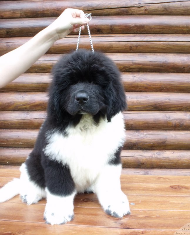 Фото: ньюфаундленд Терра Виктория Веспуччи