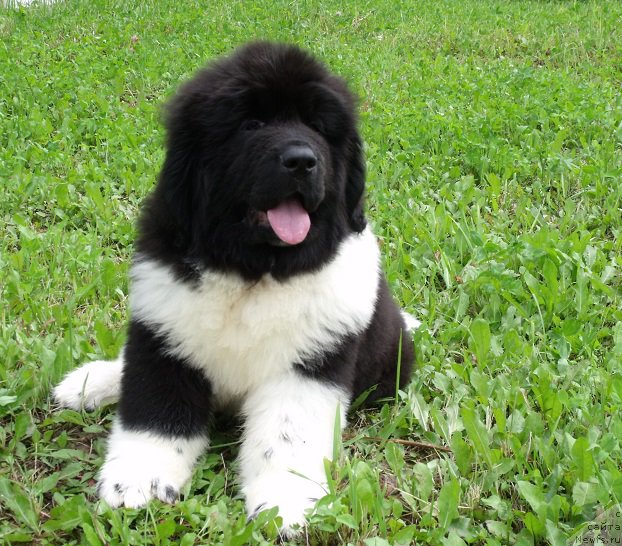 Фотография № 210428