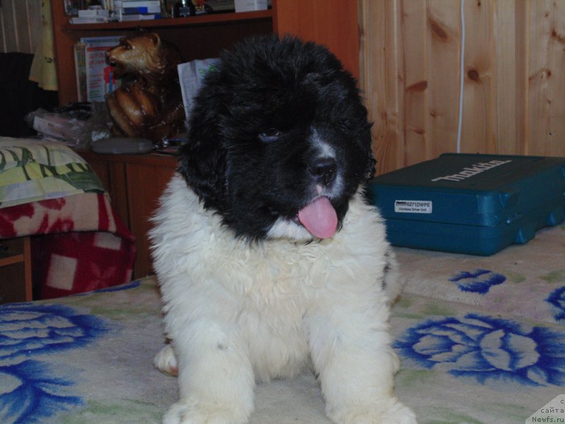 Фото: ньюфаундленд Маг Исполин Морская Жемчужина