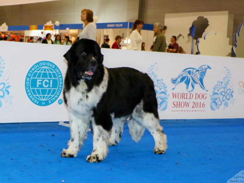 Фотография № 210478