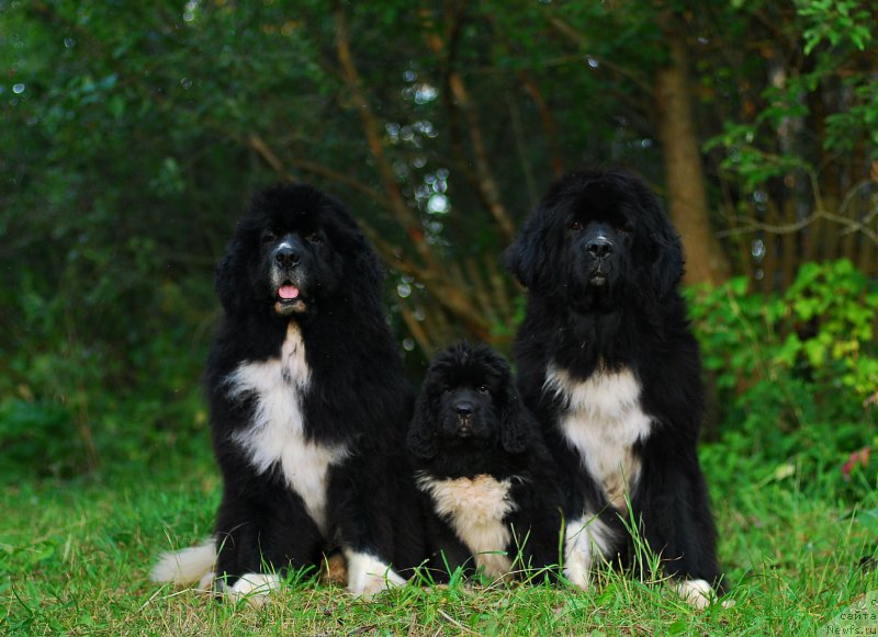 Фотография № 210481