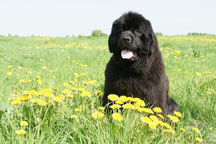 Фото: ньюфаундленд Кингова Дочь с Берега Дона (Kingova Doch s Berega Dona)
