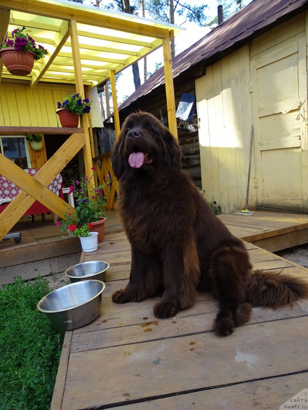 Фото: ньюфаундленд Ньюфорт Вивиан