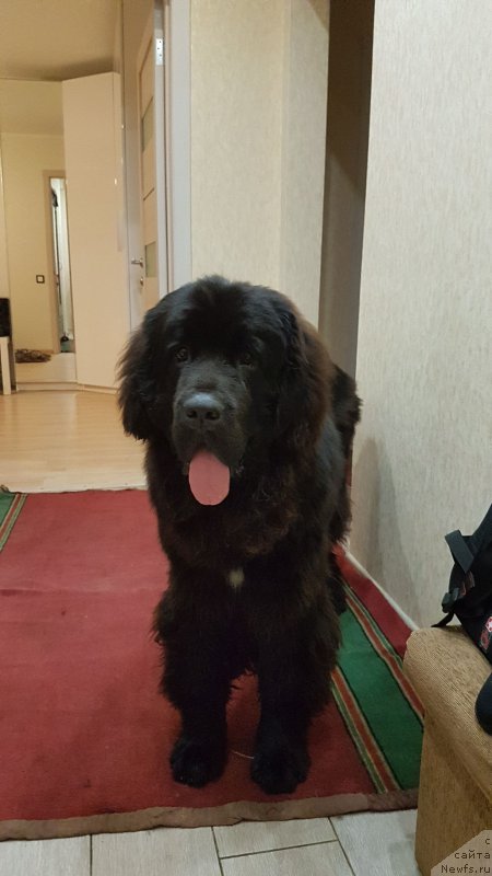 Фото: ньюфаундленд Сказочная Кроха Айвенго
