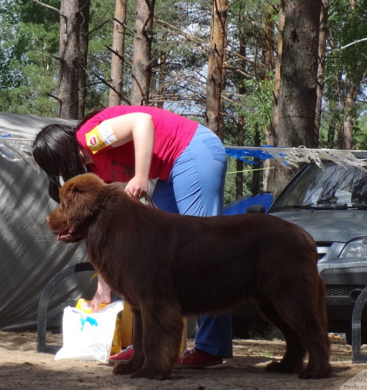 Фото: ньюфаундленд Фанньюф Авалон (Funnewf Avalon), Ирина Савельева