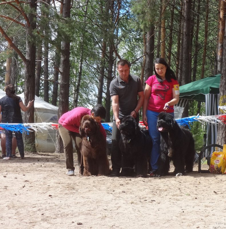 Фото: ньюфаундленд Ньюфорт Вивиан, Галия Гизатуллина, ньюфаундленд Ньюфорт Бавария, ньюфаундленд Ньюфорт Азет Абайя, Ирина Савельева