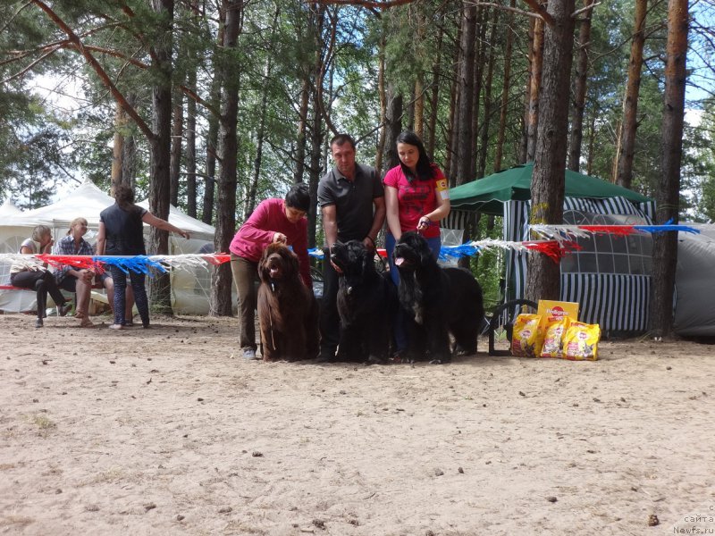 Фото: ньюфаундленд Ньюфорт Вивиан, Галия Гизатуллина, ньюфаундленд Ньюфорт Бавария, ньюфаундленд Ньюфорт Азет Абайя, Ирина Савельева