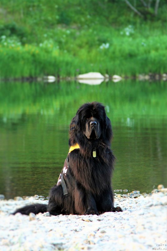 Фото: ньюфаундленд Фанньюф Граф Де Ла Фер