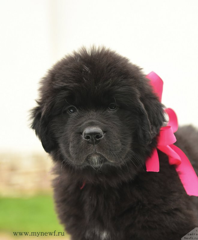 Фотография № 210508