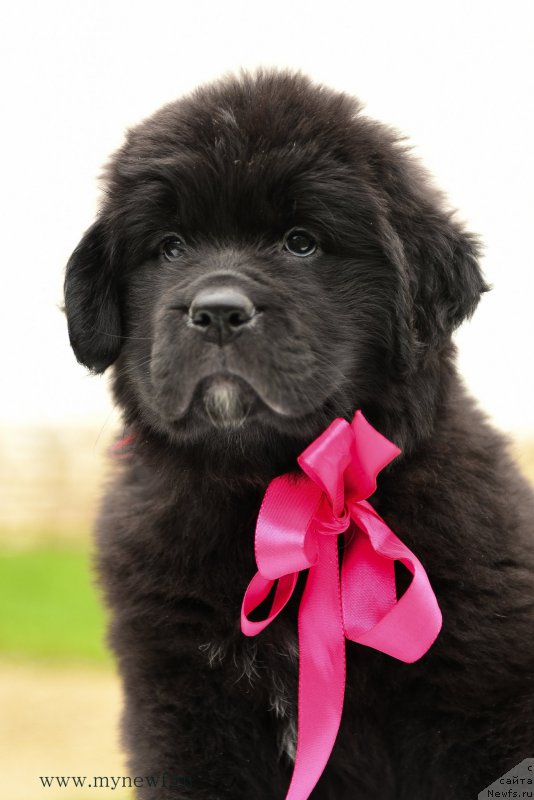 Фото: ньюфаундленд Сноу Викинг Ассоль