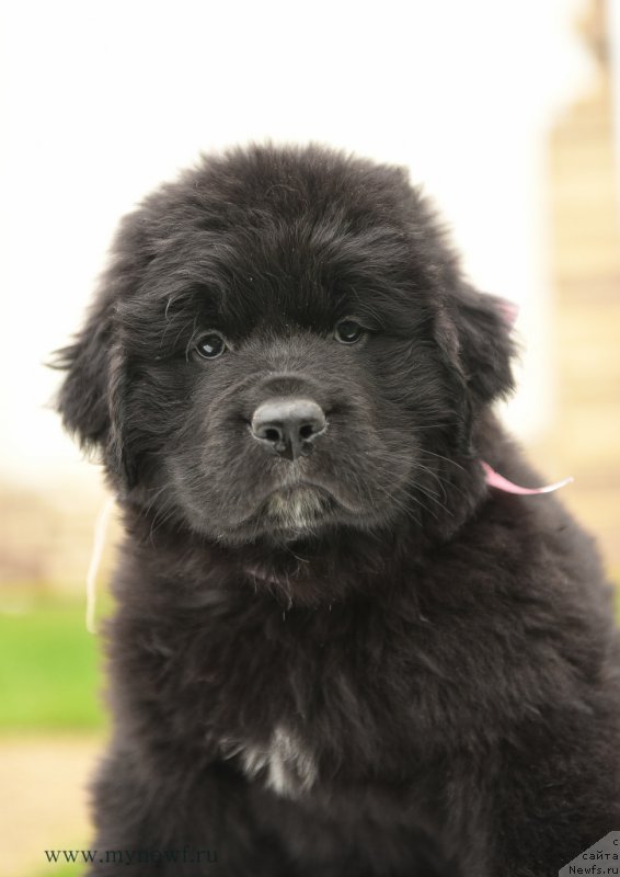 Фото: ньюфаундленд Сноу Викинг Адель