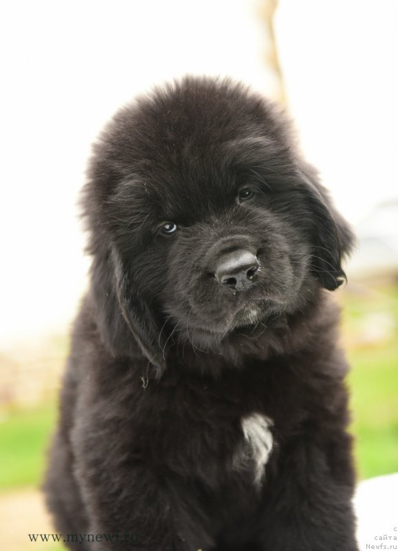 Фотография № 210517