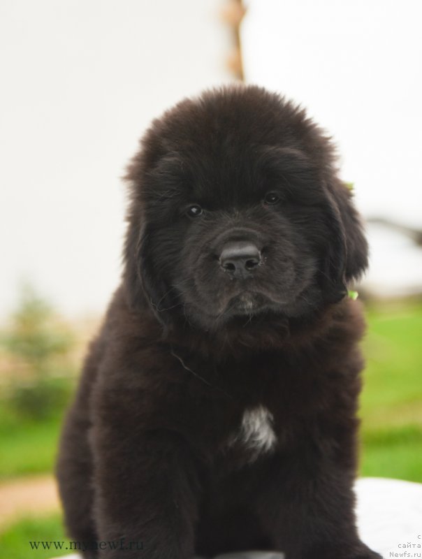 Фото: ньюфаундленд Сноу Викинг Амиго