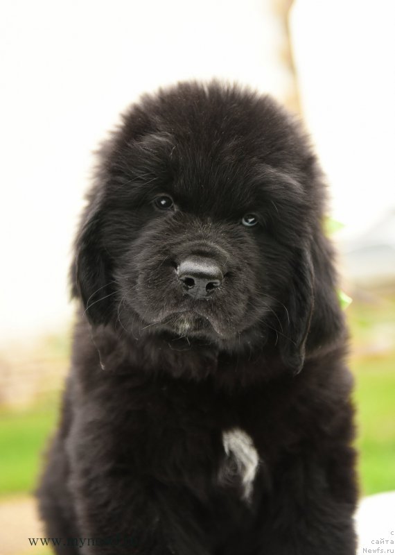 Фото: ньюфаундленд Сноу Викинг Амиго