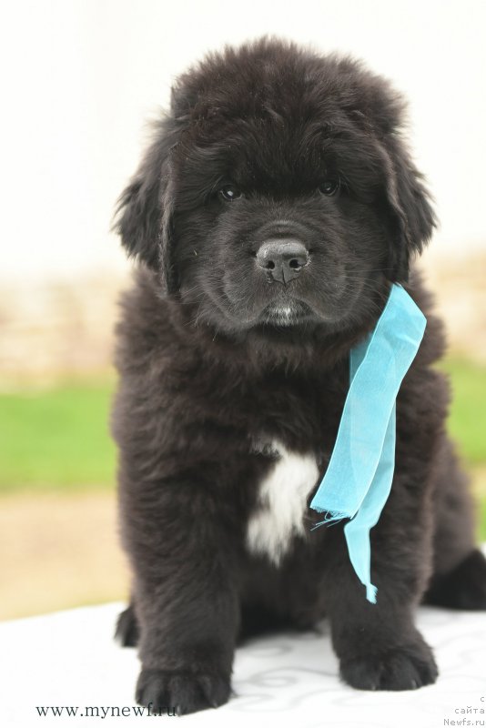 Фотография № 210521