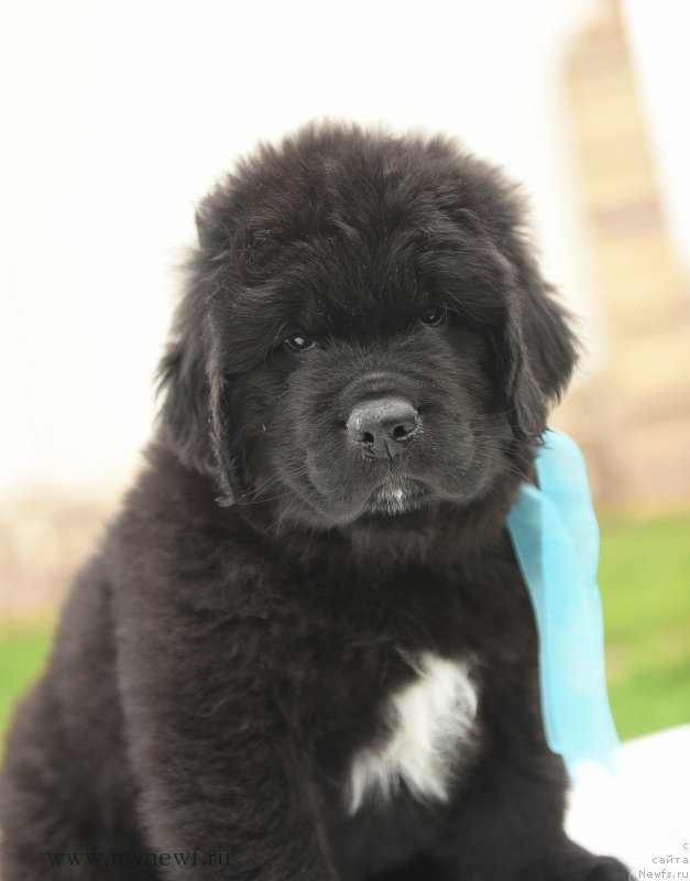 Фотография № 210522