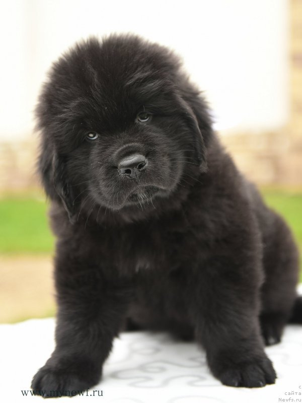 Фотография № 210530