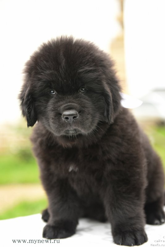 Фотография № 210531