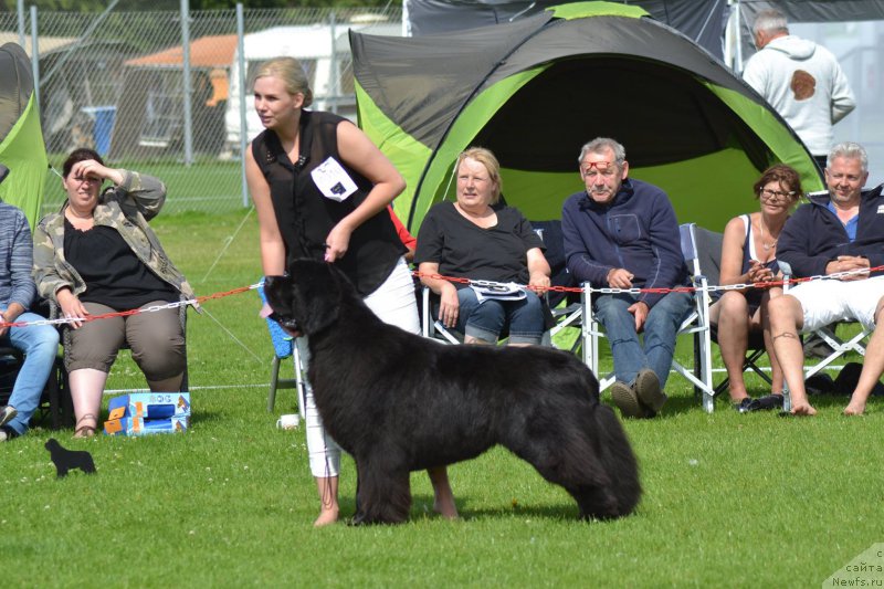 Фото: ньюфаундленд Питерньюф БМВ (Piternyuf BMW)