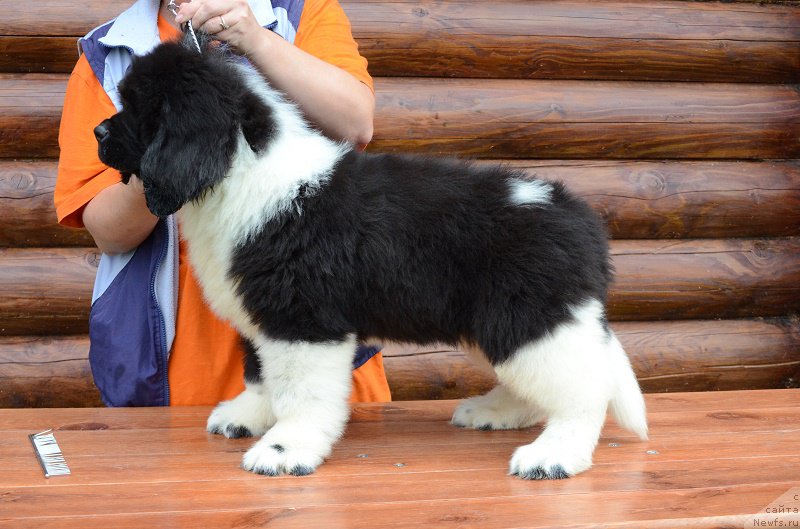 Фотография № 210556