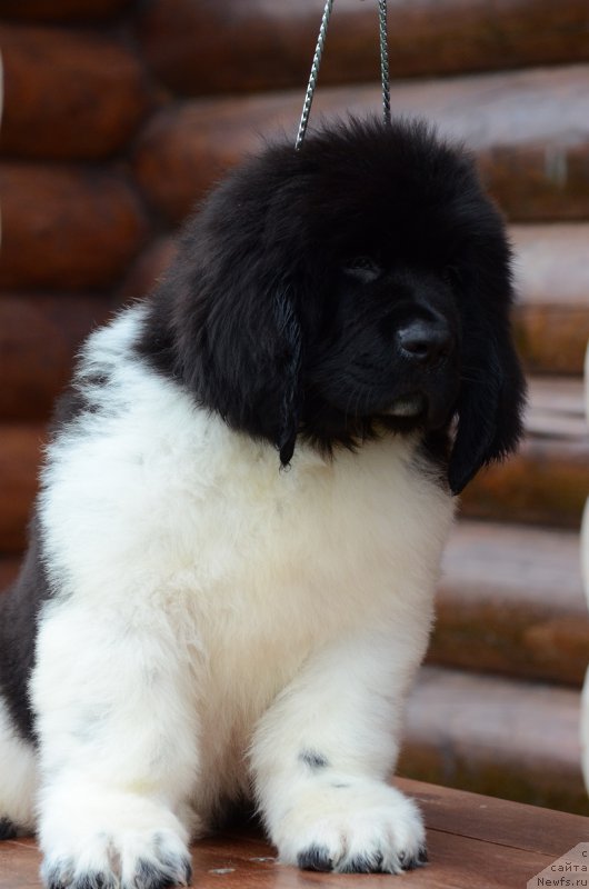 Фото: ньюфаундленд Терра Виктория Воллис