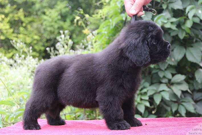 Фото: ньюфаундленд Искандер с Берега Дона (Iskander s Berega Dona)