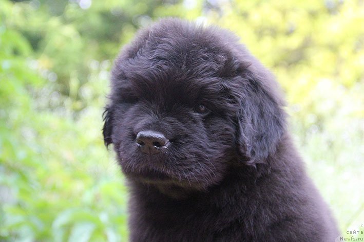 Фото: ньюфаундленд Искандер с Берега Дона (Iskander s Berega Dona)