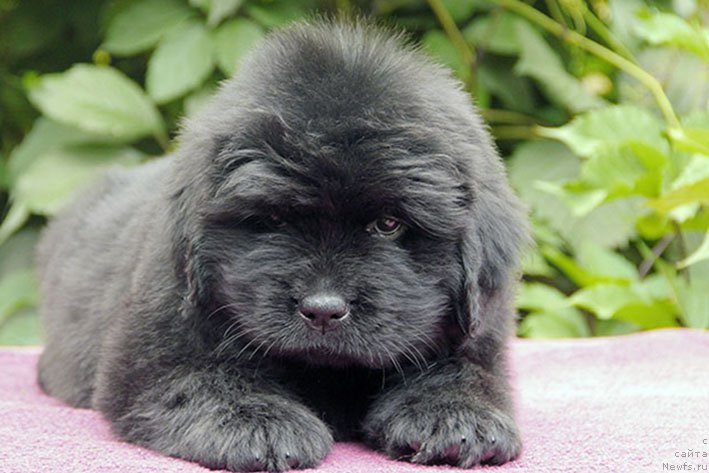 Фото: ньюфаундленд Искандер с Берега Дона (Iskander s Berega Dona)