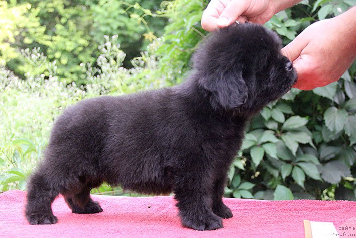 Фото: ньюфаундленд Ипполит с Берега Дона (Ippolit s Berega Dona)