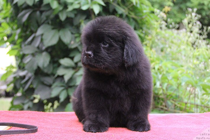 Фото: ньюфаундленд Ипполит с Берега Дона (Ippolit s Berega Dona)