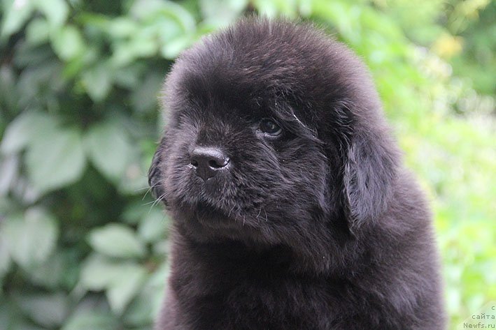 Фото: ньюфаундленд Ипполит с Берега Дона (Ippolit s Berega Dona)