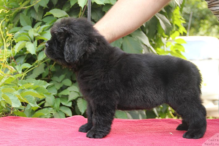 Фото: ньюфаундленд Ифиджения с Берега Дона (Ifidzheniya s Berega Dona)