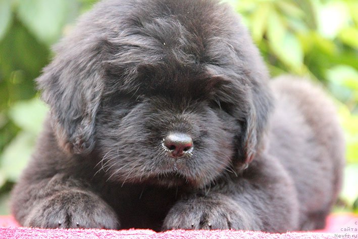 Фото: ньюфаундленд Ифиджения с Берега Дона (Ifidzheniya s Berega Dona)