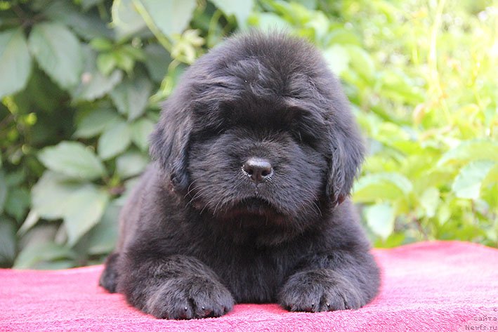 Фото: ньюфаундленд Ифиджения с Берега Дона (Ifidzheniya s Berega Dona)