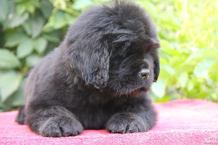 Фотография № 210585