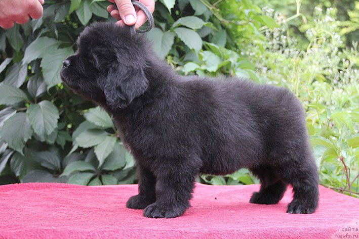 Фото: ньюфаундленд Исидора с Берега Дона (Isidora s Berega Dona)