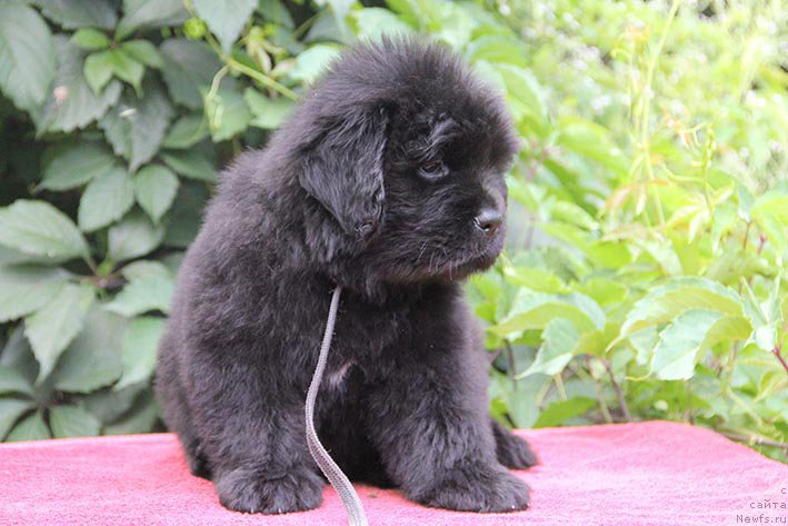 Фото: ньюфаундленд Исидора с Берега Дона (Isidora s Berega Dona)