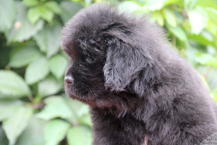 Фото: ньюфаундленд Исидора с Берега Дона (Isidora s Berega Dona)